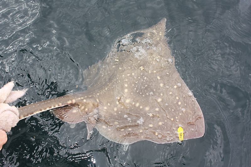 common skate, deepwater angling, offshore, terrys travels, specimens